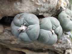 Lophophora williamsii