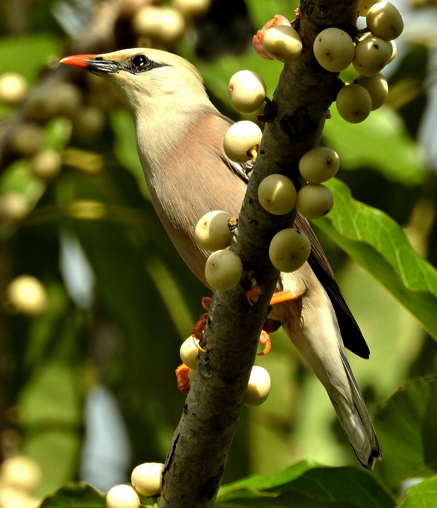 Burmese Myna