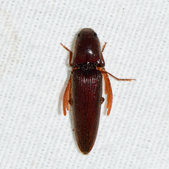 Dicrepidius palmatus