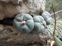Lophophora williamsii