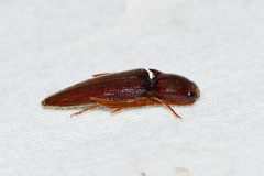 Dicrepidius palmatus