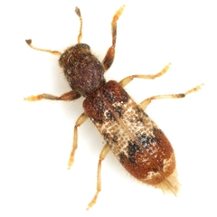 Pelonium leucophaeum