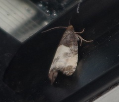 Notocelia cynosbatella