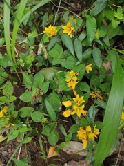Lysimachia tashiroi