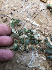 Gossypianthus lanuginosus