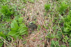 Ursus arctos beringianus