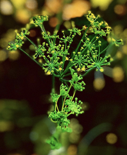 Anethum graveolens