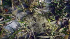 Pseudorhombus jenynsii