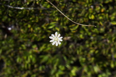 Stellaria gracilenta