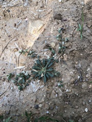 Gossypianthus lanuginosus