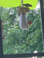 Haemorhous mexicanus