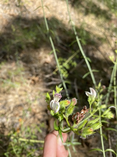 iNaturalist observation photo of bush beardtongue
