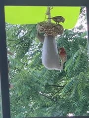 Haemorhous mexicanus