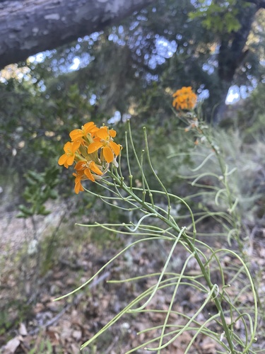 iNaturalist observation photo of Western Wallflower