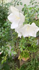 Campanula persicifolia