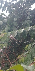 Argiope argentata