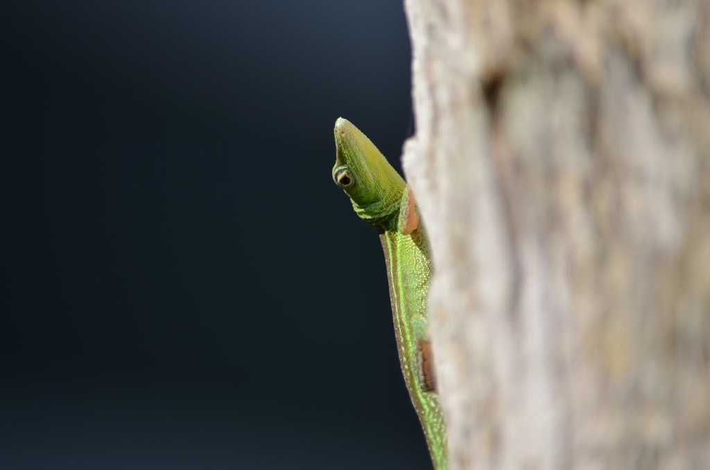 Tiburon Green Anole