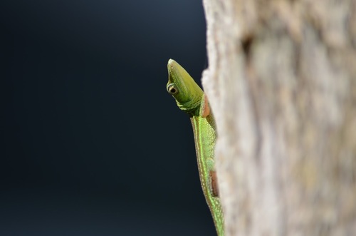Tiburon Green Anole
