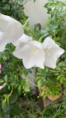 Campanula persicifolia