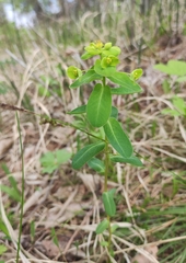 Euphorbia jenisseiensis