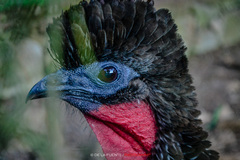 Crested Guan photo 3