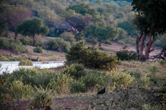 Numida meleagris mitratus