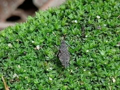 Loxilobus insidiosus