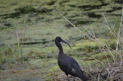 Plegadis falcinellus