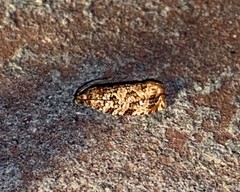 Phaecasiophora niveiguttana