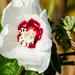 Hibiscus lasiocarpos occidentalis - Photo (c) dwest, some rights reserved (CC BY-NC), uploaded by dwest