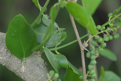 Asparagus racemosus