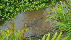 Varanus salvator macromaculatus