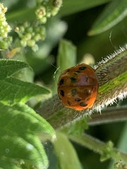 Harmonia axyridis