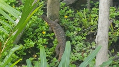 Varanus salvator macromaculatus