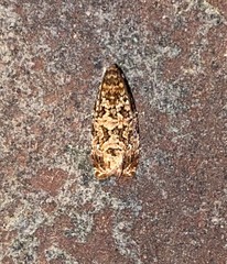 Phaecasiophora niveiguttana