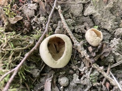 Sarcosphaera coronaria