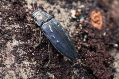 Buprestis dalmatina
