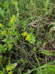 Sedum bulbiferum