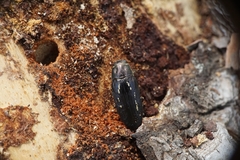 Buprestis dalmatina
