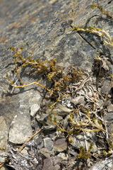 Stellaria gracilenta