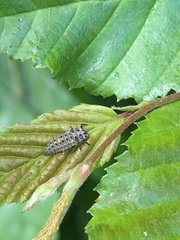 Adalia decempunctata