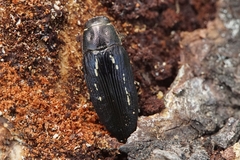 Buprestis dalmatina