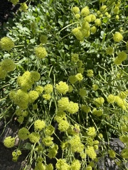 Eriogonum flavum