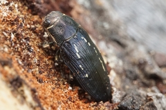 Buprestis dalmatina