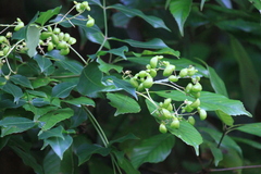 Staphylea japonica