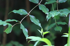 Staphylea japonica