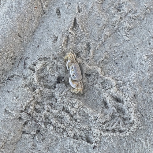 Atlantic Ghost Crab, photo 3 of 10