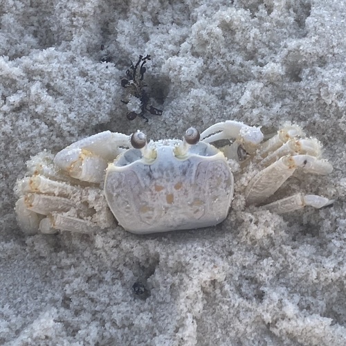 Atlantic Ghost Crab, photo 6 of 10