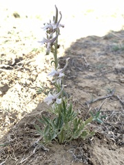 Delphinium wootonii