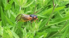 Magicicada septendecim